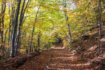 Fototapeta na wymiar Autumn Landscape of Erul mountain, Bulgaria