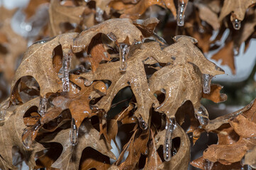frozen leaves on a tree