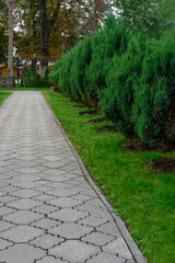 City alley with green grass and fir trees in spring.