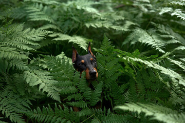 dog in the fern. Standard pinscher outdoor portrait. Happy Pet in the forest