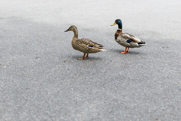 Two mallards on a walk