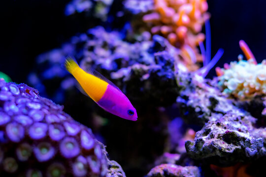 The royal dottyback - (Pictichromis paccagnellorum)