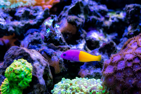 The royal dottyback - (Pictichromis paccagnellorum)