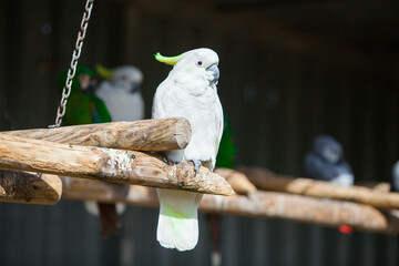 White cockatoo parrot in the park
