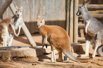 Kangaroo sleeping in the park