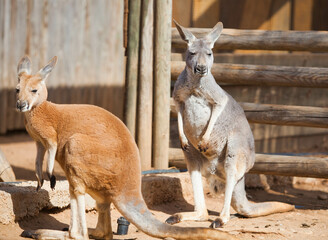 Kangaroo sleeping in the park