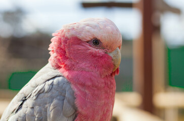 Pink cockatoo parrot in the park