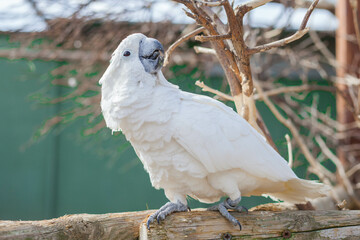 White cockatoo parrot in the park