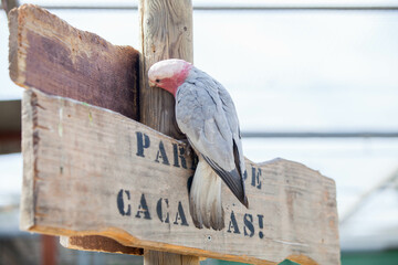Pink cockatoo parrot in the park © Ilona Didkovska