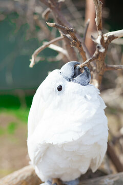 White cockatoo parrot in the park