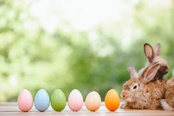 Easter bunny and Easter eggs on green grass outdoor, Cute rabbit sitting on green field spring meadow, Easter bunny hunt for festival on grass, Easter - Cute Bunny In Sunny Garden With Decorated Eggs