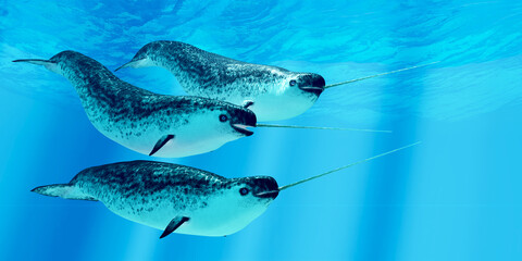 Narwhal Males - Narwhal whales live in social groups called pods and live in the Arctic ocean and males have a tusk. - obrazy, fototapety, plakaty