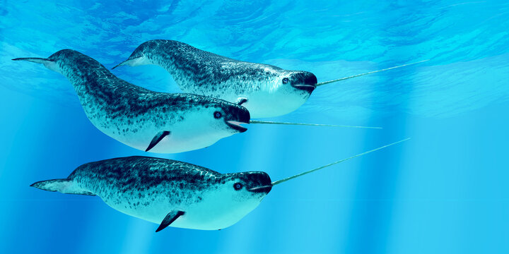 Narwhal Males - Narwhal whales live in social groups called pods and live in the Arctic ocean and males have a tusk.