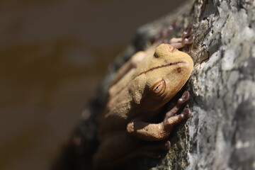 Boana faber resting on a rock in the Atlantic Rainforest in Brazil