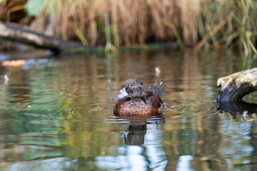 wild duck swims in the lake,in the reeds