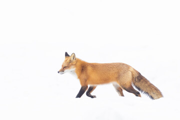 fox in Canadian winter on white background