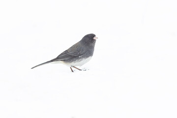 Obraz premium dark-eyed junco (Junco hyemalis) in winter