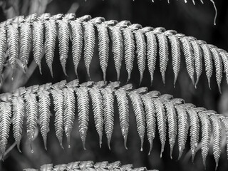 Tree fern (Dicksonia squarrosa) fronds