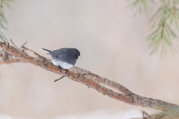 dark-eyed junco (Junco hyemalis) in winter