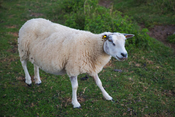 Obraz premium sheep in a field