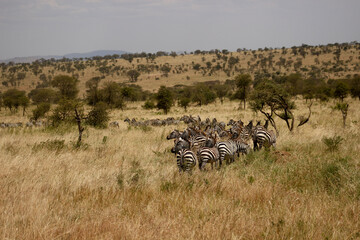 Fototapeta na wymiar blue wildebeest in serengeti national park country