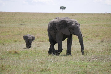 Naklejka na ściany i meble baby elephant on the left and adult elephant on the right, background showing african savanna ecosystem with one tree 3