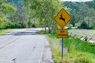 Deer crossing caution road sign country road with trees