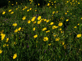 A vibrant alpine meadow in Chamonix, filled with blooming yellow wildflowers and touches of purple. A stunning display of nature's beauty in the heart of the French Alps