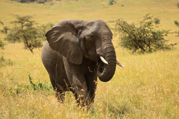 elephant in field