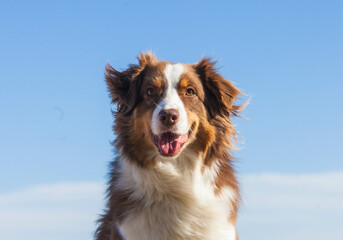 Australian Shepherd, brown color walks near the sea