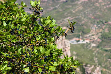 a bush with purple, round berries and green leaves in the foreground, with the landscape of a valley in the background
