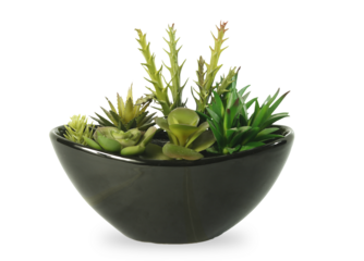 Variedad de flores y plantas artificiales. suculentas, rosas, cactus. en macetas de colores. estilo vintage. decoración, interiores, png, transparente.