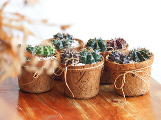 Cactus in a bow tie vase Used as a gift for someone special.