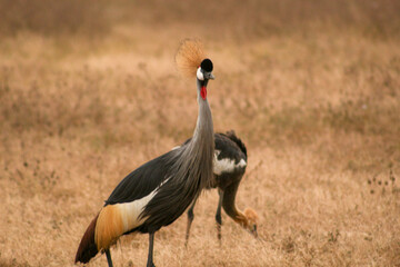 grey crowned crane