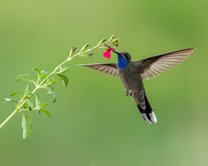 Blue-throated Hummingbird (Lampornis clemenciae) 