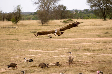 vulture in the serengeti 