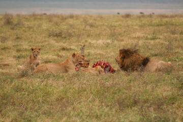lion and lioness after a hunt