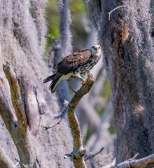 red tailed hawk