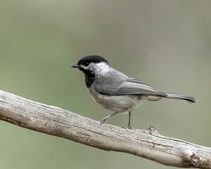 Mexican Chickadee (Poecile sclateri) Chiricahua Mountains, Arizona, North America © Tom