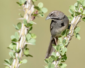 The five-striped sparrow (Amphispiza quinquestriata) is a medium-sized sparrow. It is the only member of the genus Amphispizopsis.