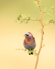 Varied Bunting (Passerina versicolor)