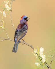 Varied Bunting (Passerina versicolor)