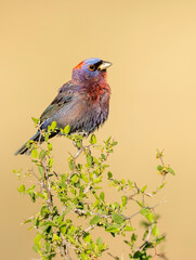 Varied Bunting (Passerina versicolor)