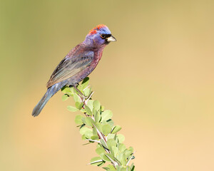 Varied Bunting (Passerina versicolor)