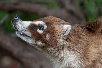 White-nosed Coati (Nasua narica)
