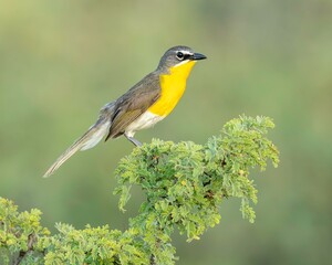 Yellow-breasted Chat (Icteria virens)