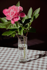 Beautiful peony flower on pink color in transparent Glass of water. Fresh cut flowers green leaf for decoration home. Delivery flower. Feminine floral composition 