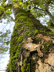 trunk of a tree