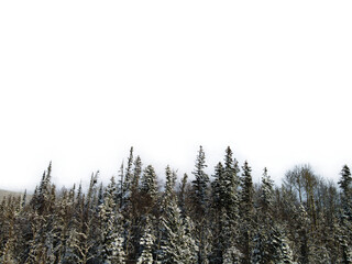 Detailed Foreground Of Spruce Trees Covered In Snow With Transparent Background