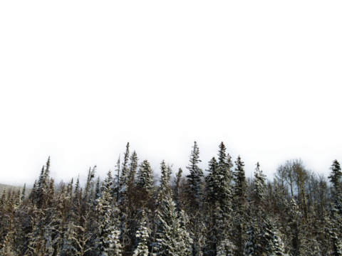 Detailed Foreground Of Spruce Trees Covered In Snow With Transparent Background